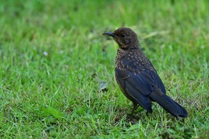 Amsel