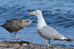 Silbermöwe mit Jungvogel