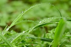 Regentropfen an Grashalmen