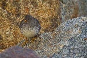 Meerstrandläufer