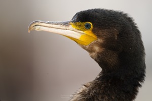 Kormoran