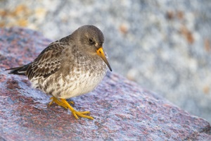 Meerstrandläufer