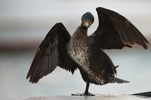 "tanzender" Kormoran