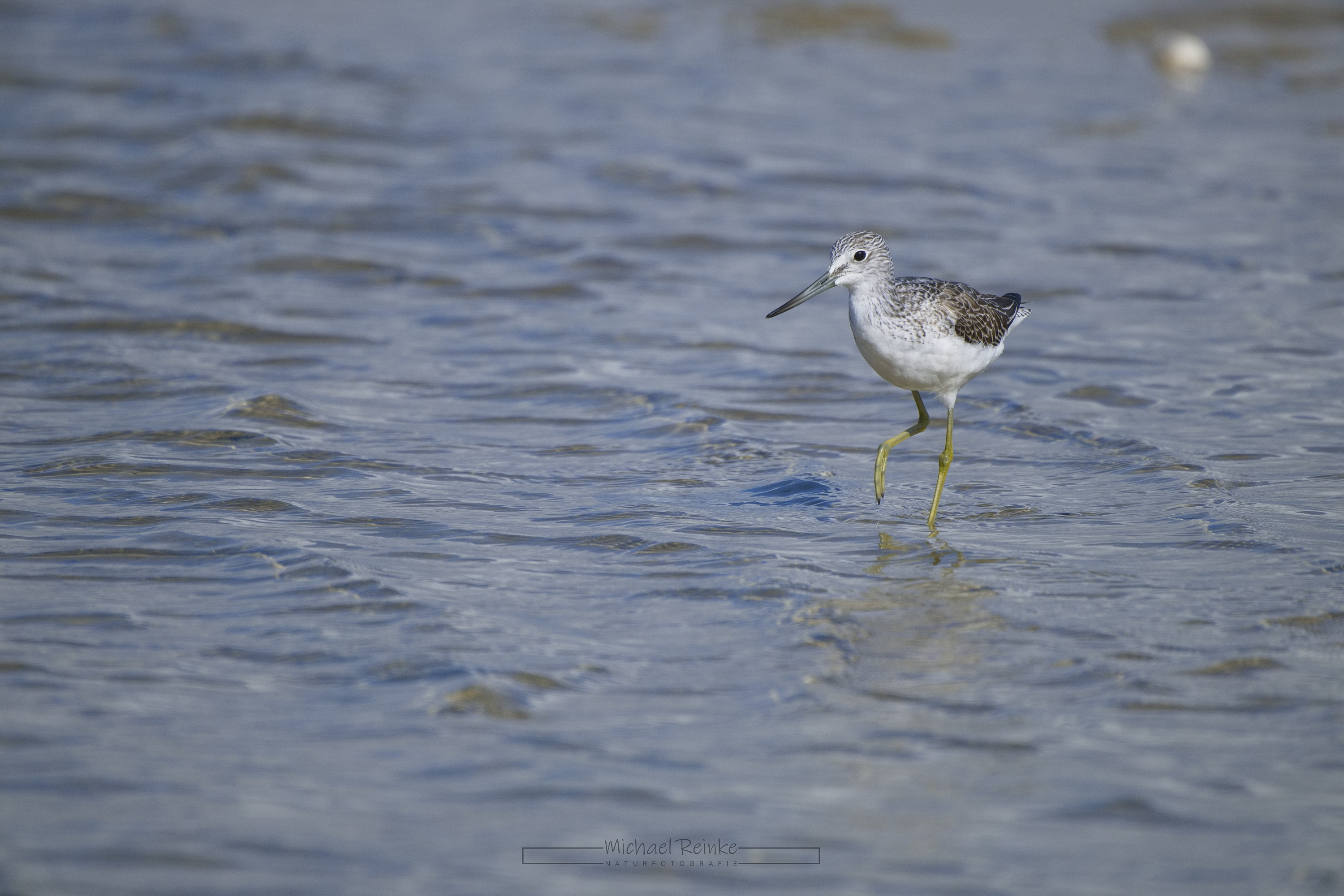 Grünschenkel (Höllviken)
