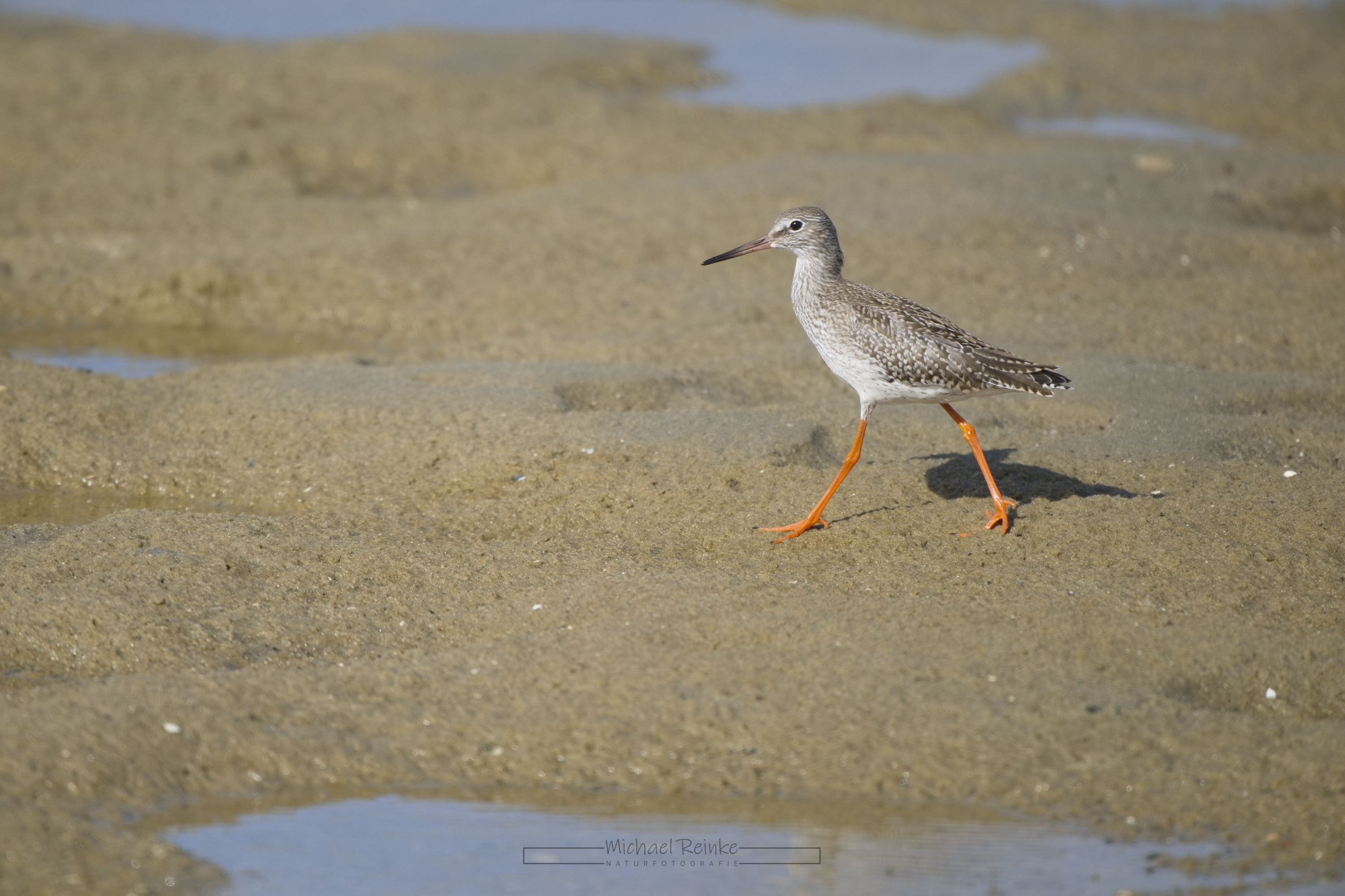 Rotschenkel (Höllviken)