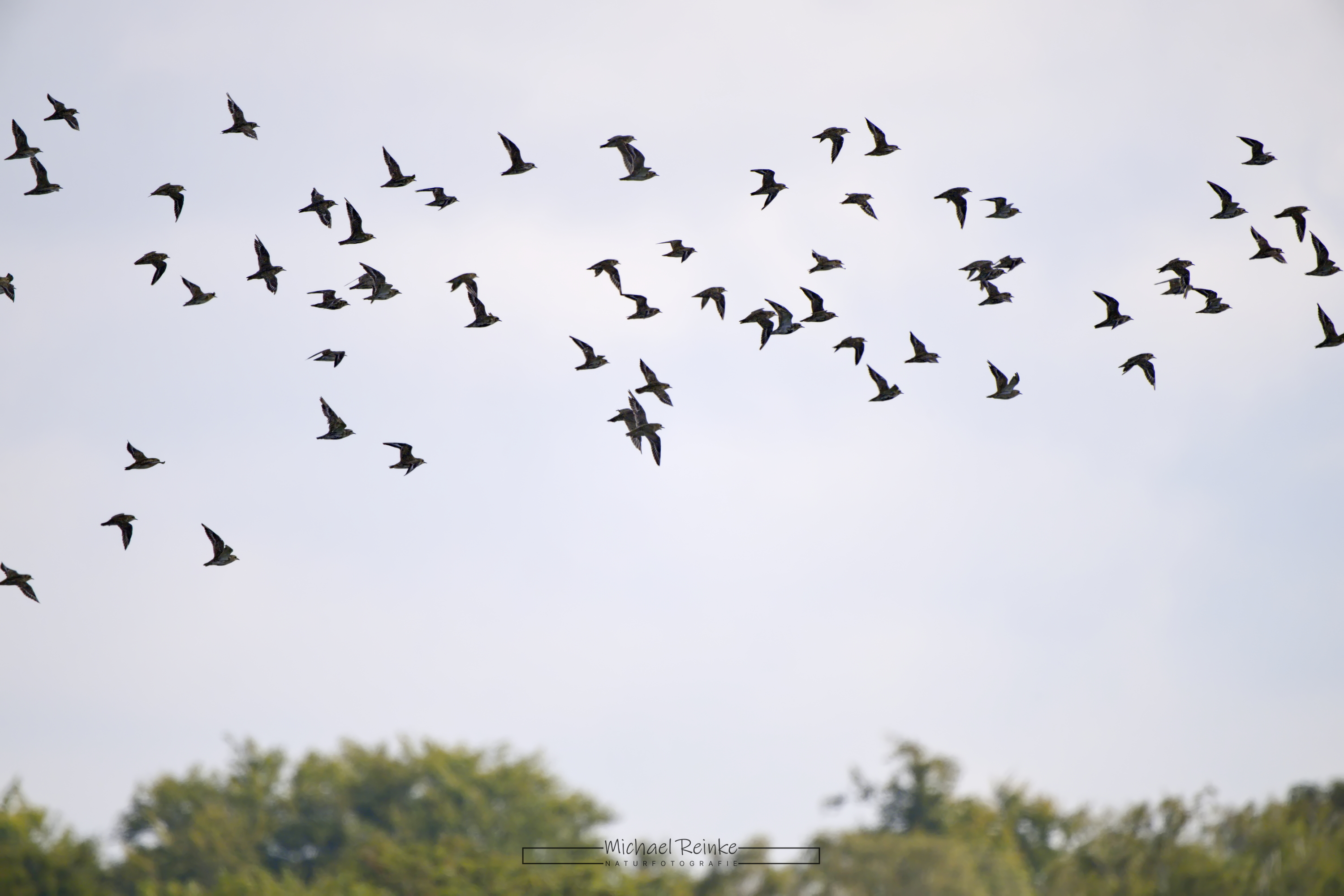 Goldregenpfeifer (?) im Flug