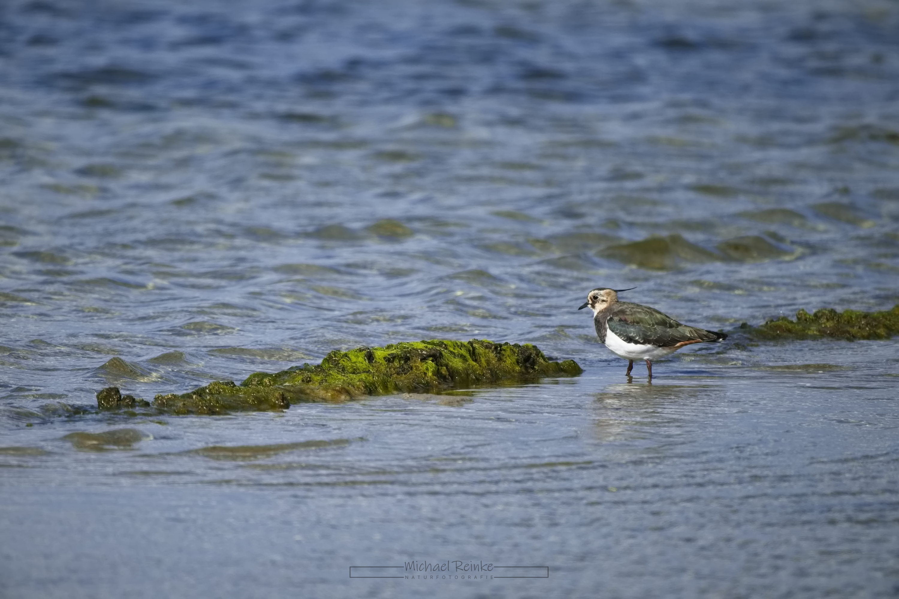 Kiebitz (Höllviken)