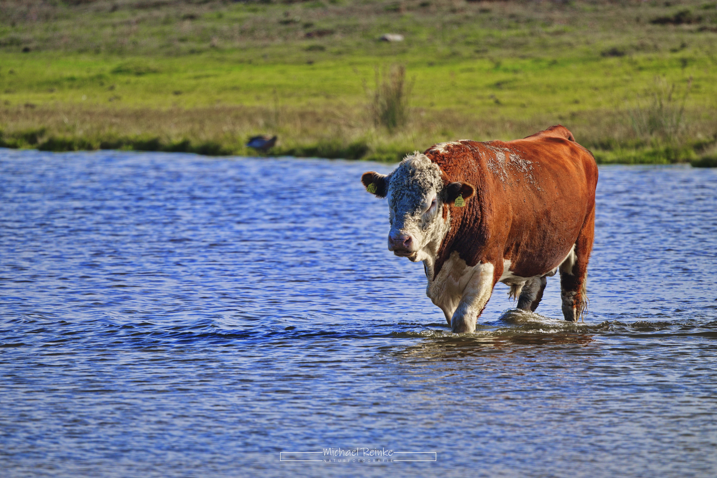Weidevieh im Naturreservat Flommen
