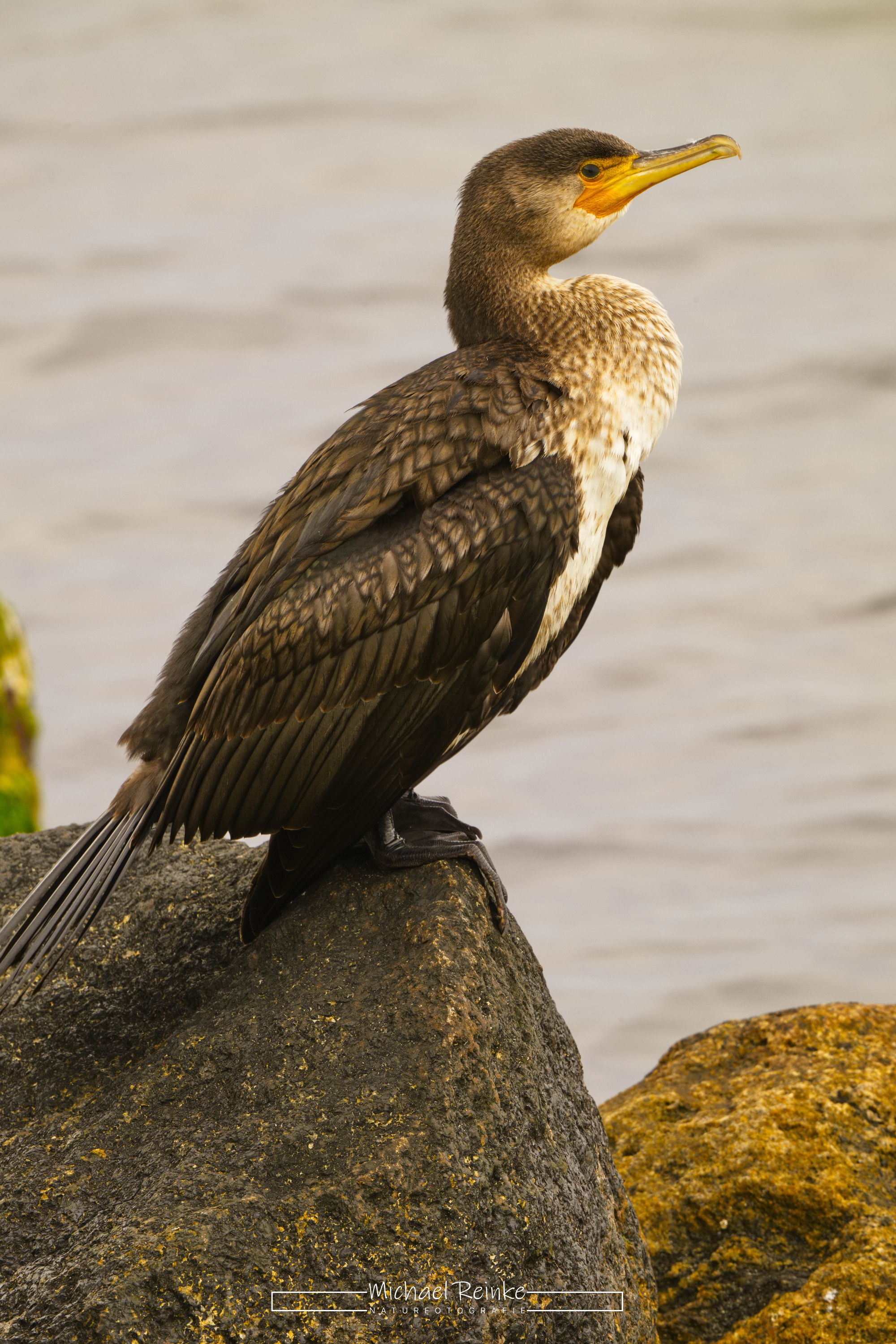 Kormoran am Hafen Skanör