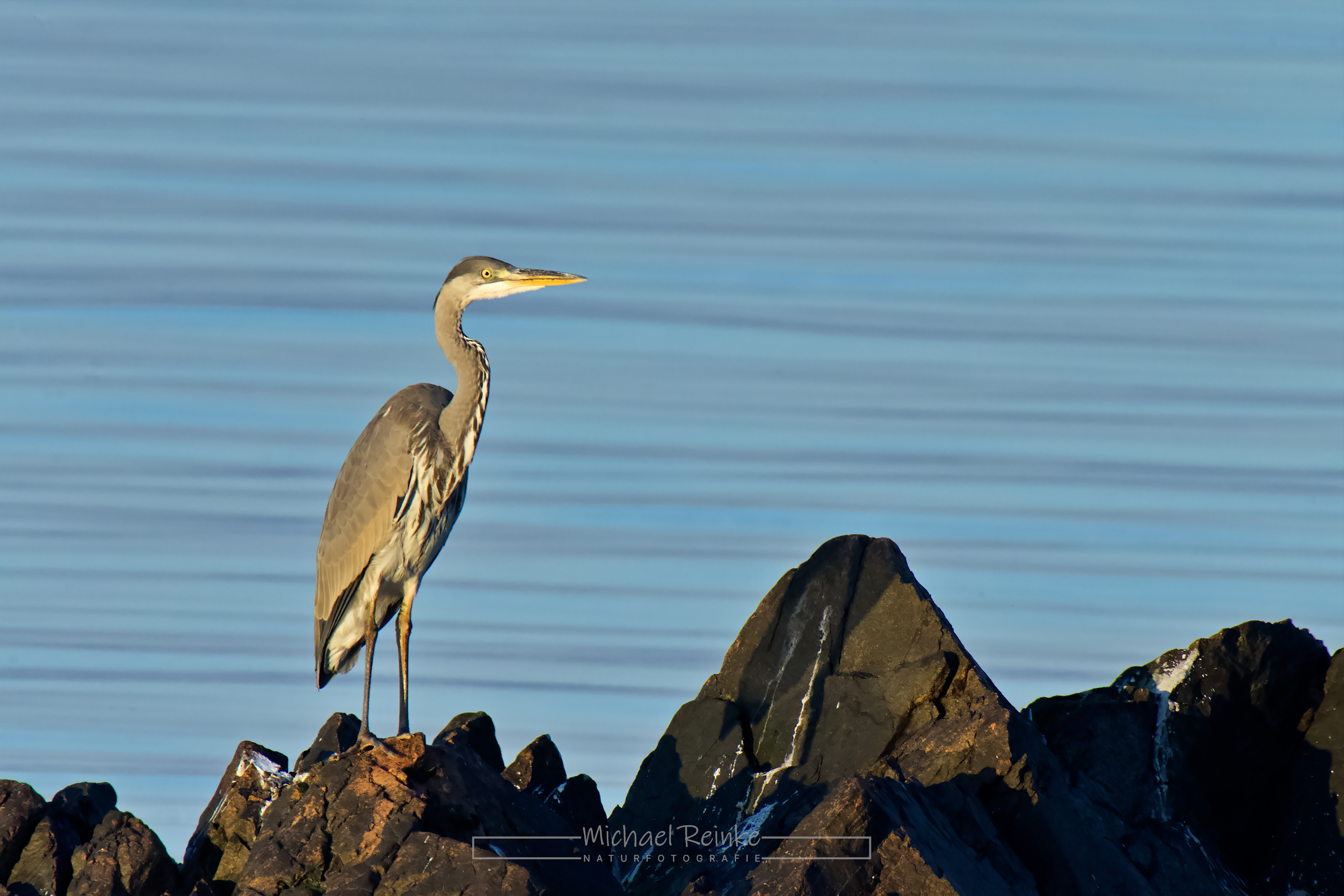 Graureiher, Kullen-Halbinsel, Schweden