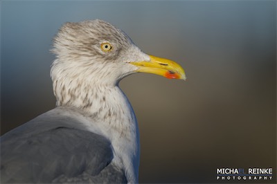 Portrait_Silbermöwe.jpg